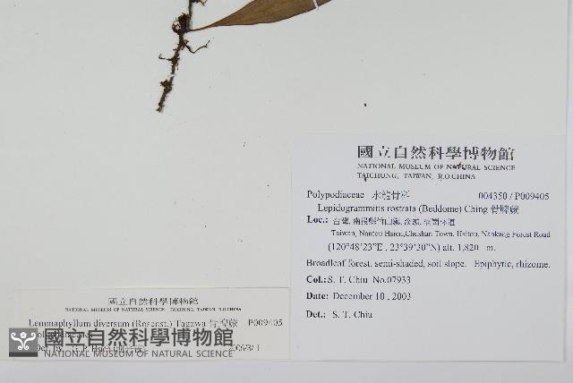 骨牌蕨藏品圖，第2張