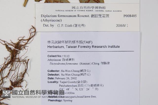 網脈雙蓋蕨藏品圖，第5張