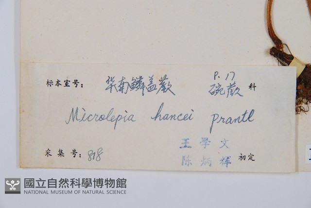 華南鱗蓋蕨藏品圖，第2張