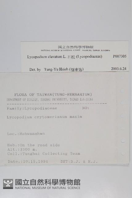 石松藏品圖，第2張