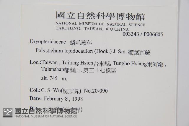 鞭葉耳蕨藏品圖，第2張