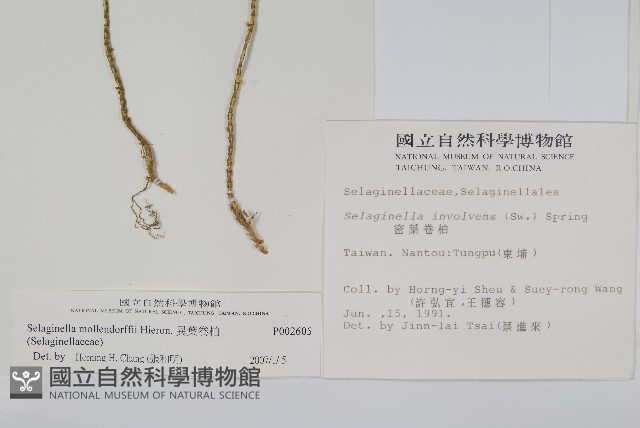 異葉卷柏藏品圖，第2張