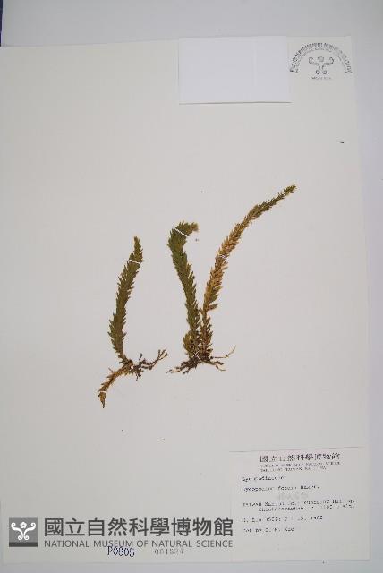 福氏石松藏品圖，第1張