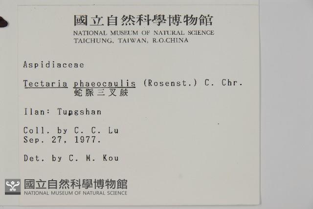 蛇脈三叉蕨藏品圖，第2張