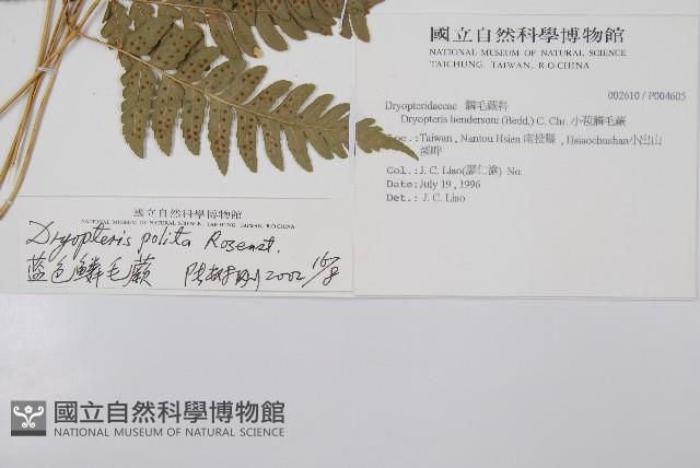 臺東鱗毛蕨藏品圖，第2張