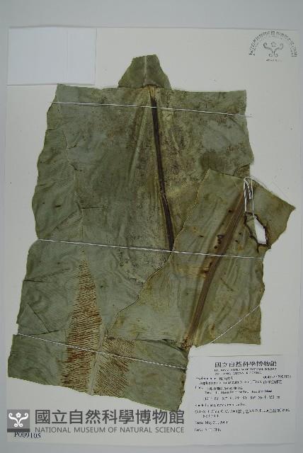 南洋山蘇花藏品圖，第1張