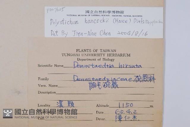 韓氏耳蕨藏品圖，第2張