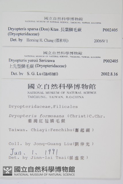 長葉鱗毛蕨藏品圖，第2張