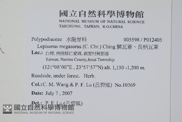 鱗瓦葦、長柄瓦葦藏品圖，第2張