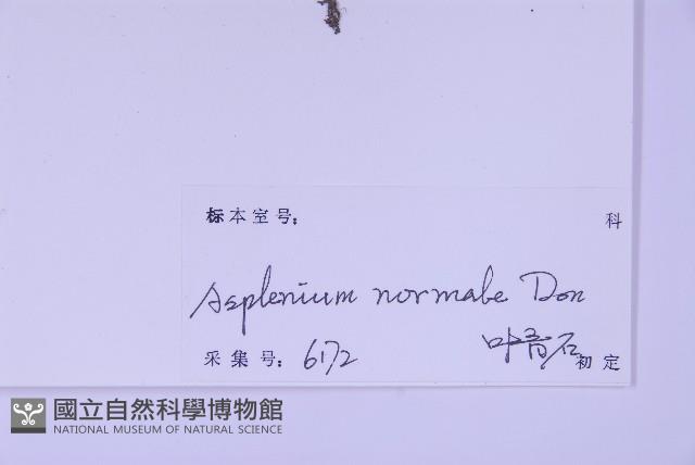 生芽鐵角蕨藏品圖，第2張