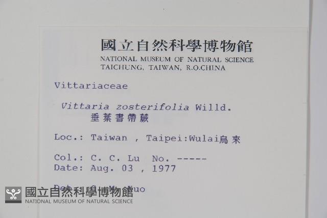 垂葉書帶蕨藏品圖，第2張