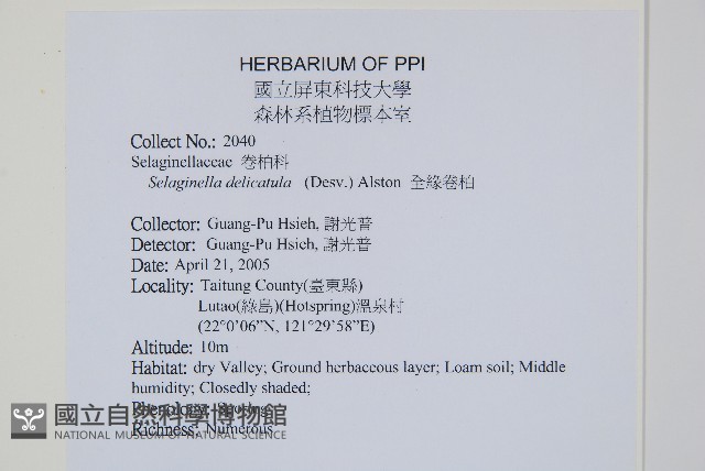 全緣卷柏藏品圖，第2張