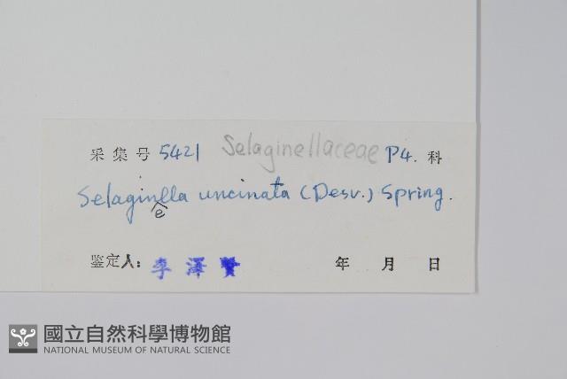 翠雲草、藍草藏品圖，第2張