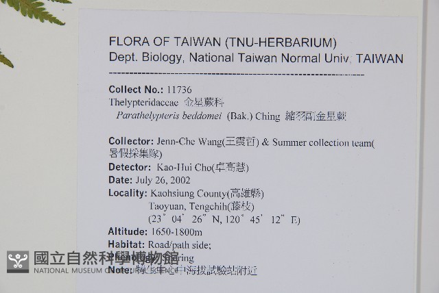 縮羽副金星蕨藏品圖，第2張