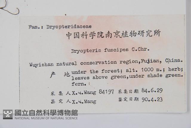 黑足鱗毛蕨藏品圖，第2張