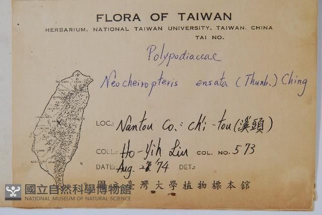 扇蕨藏品圖，第2張