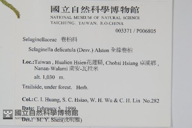 全緣卷柏藏品圖，第2張