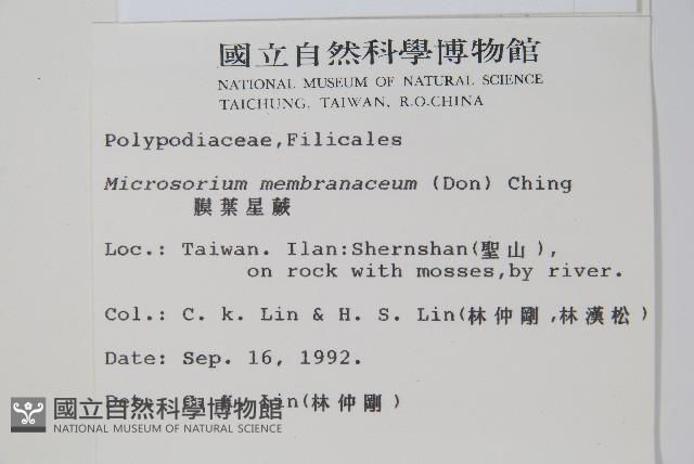 膜葉星蕨藏品圖，第2張
