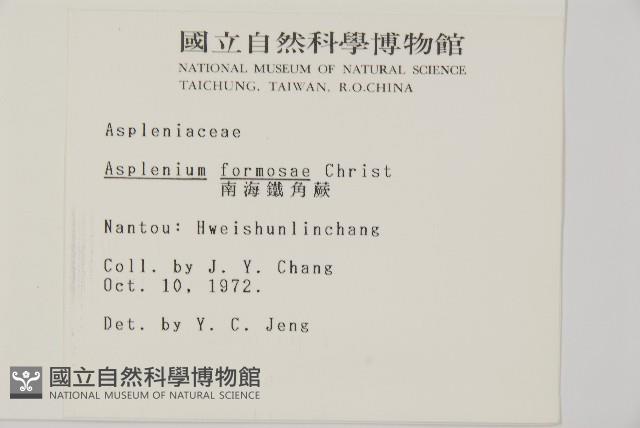 南海鐵角蕨藏品圖，第2張