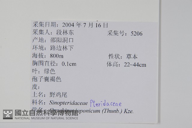 日本金粉蕨藏品圖，第2張