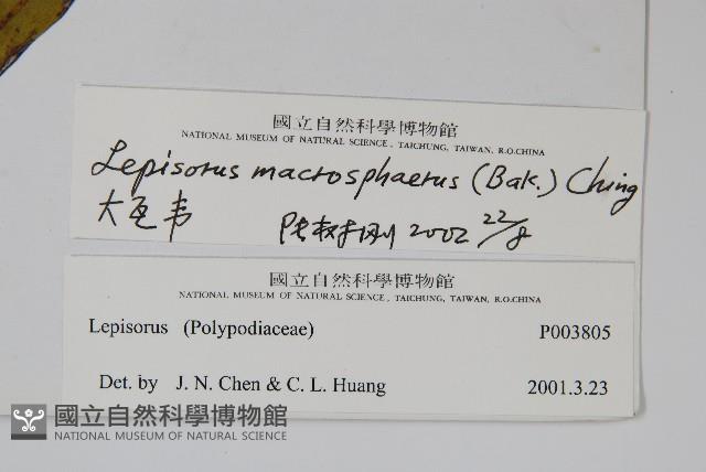 大瓦葦藏品圖，第2張