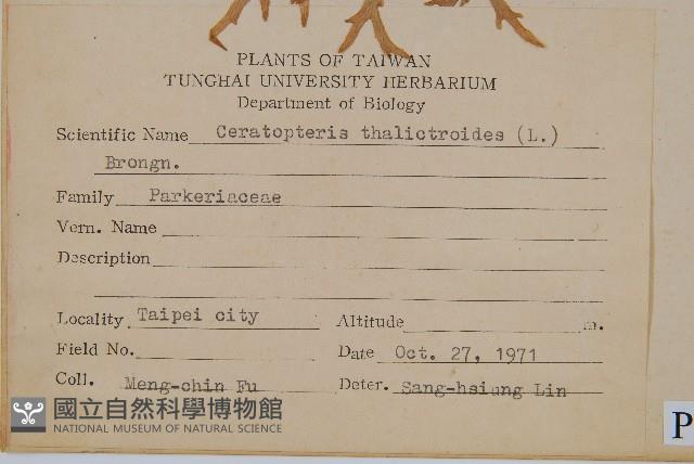 水蕨藏品圖，第2張