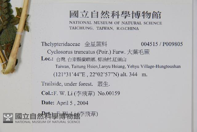 大葉毛蕨藏品圖，第2張