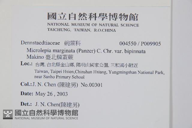 臺北鱗蓋蕨藏品圖，第2張