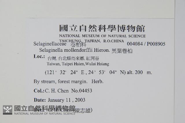 異葉卷柏藏品圖，第2張