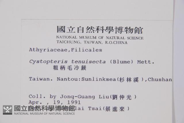 粗柄毛冷蕨藏品圖，第2張