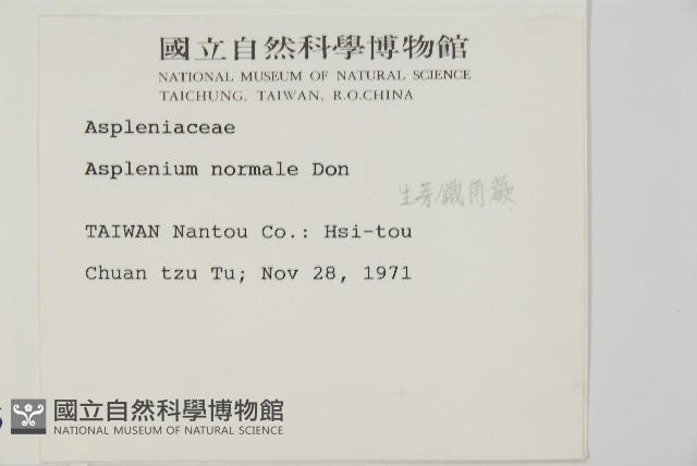 生芽鐵角蕨藏品圖，第2張