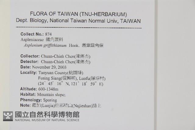 叢葉鐵角蕨藏品圖，第2張