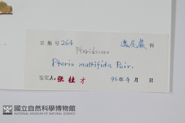鳳尾蕨藏品圖，第2張