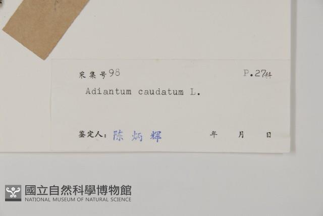 鞭葉鐵線蕨藏品圖，第2張