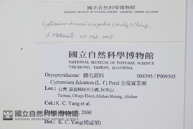 披針貫眾蕨藏品圖，第2張