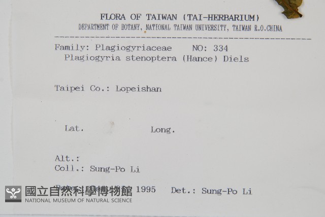 耳形瘤足蕨藏品圖，第2張