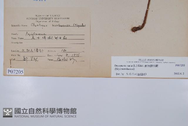 南海鱗毛蕨藏品圖，第2張