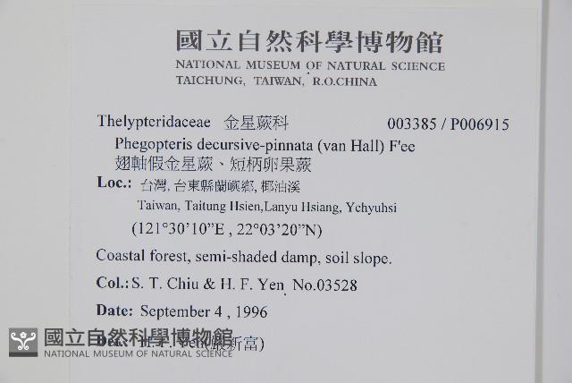翅軸假金星蕨、短柄卵果蕨藏品圖，第2張