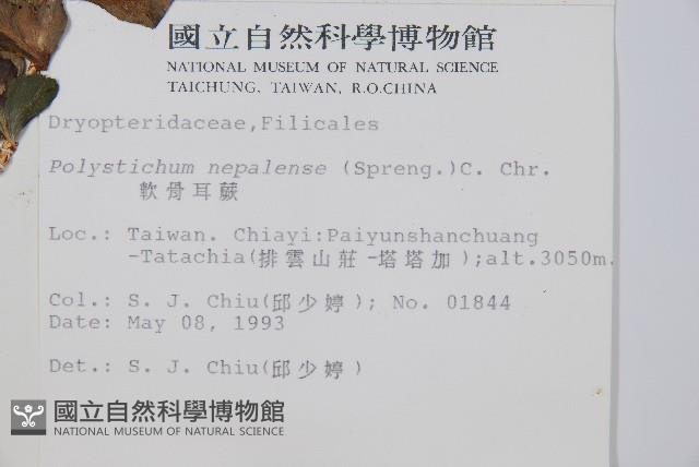 軟骨耳蕨藏品圖，第2張