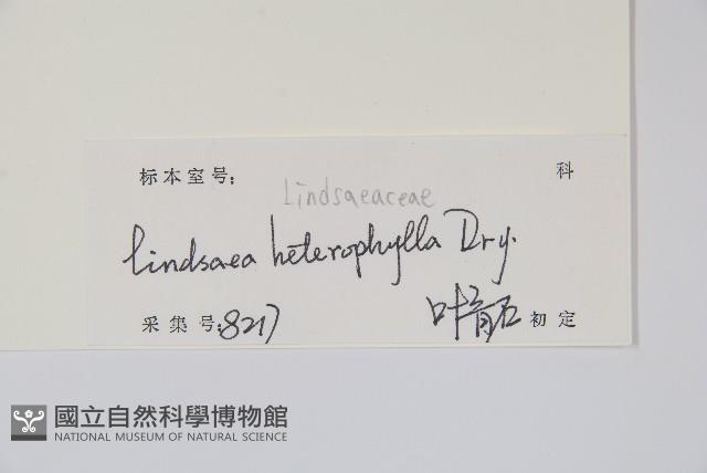 異葉鱗始蕨藏品圖，第2張