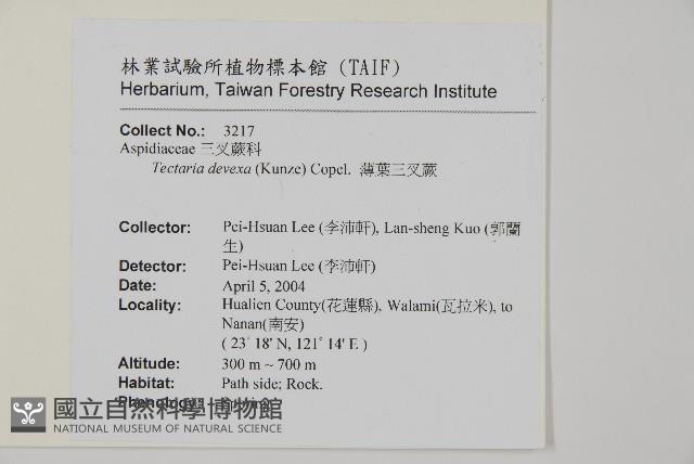 薄葉三叉蕨藏品圖，第2張