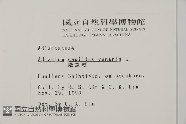 鐵線蕨藏品圖，第2張