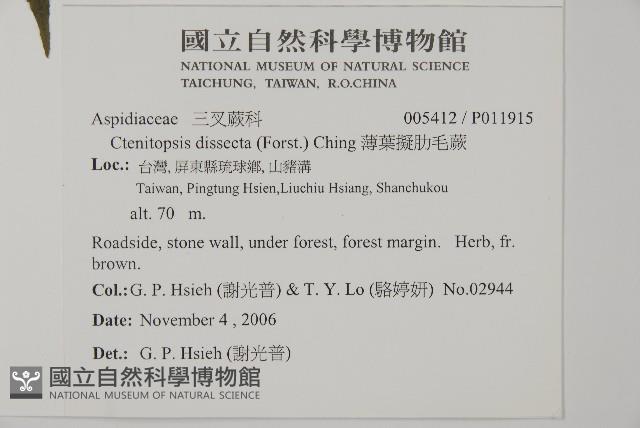 薄葉擬肋毛蕨藏品圖，第2張