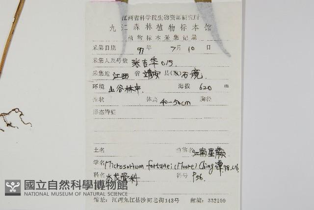 大星蕨藏品圖，第2張