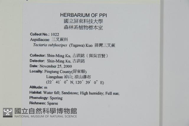 排灣三叉蕨藏品圖，第2張