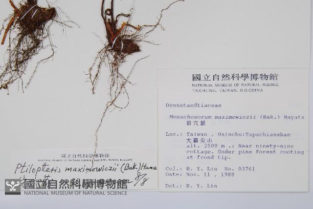 岩穴蕨藏品圖，第2張