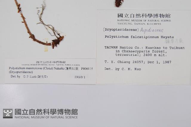 鐮葉耳蕨藏品圖，第2張