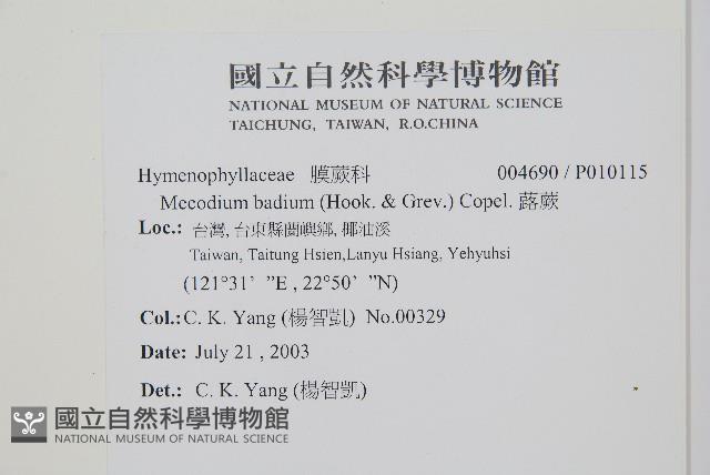 厚邊蕨藏品圖，第2張