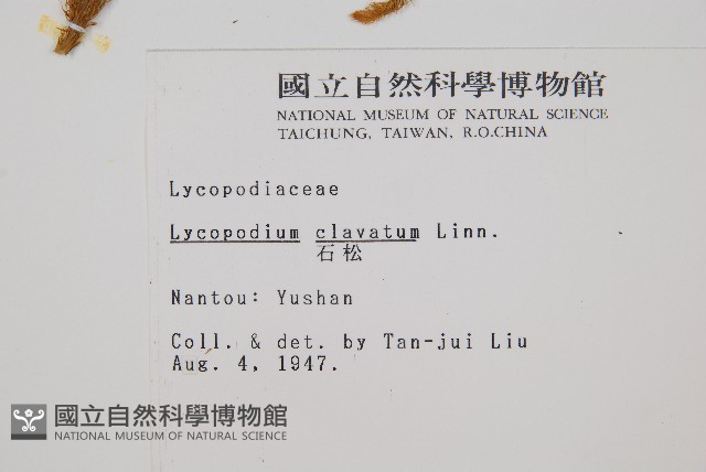 石松藏品圖，第2張