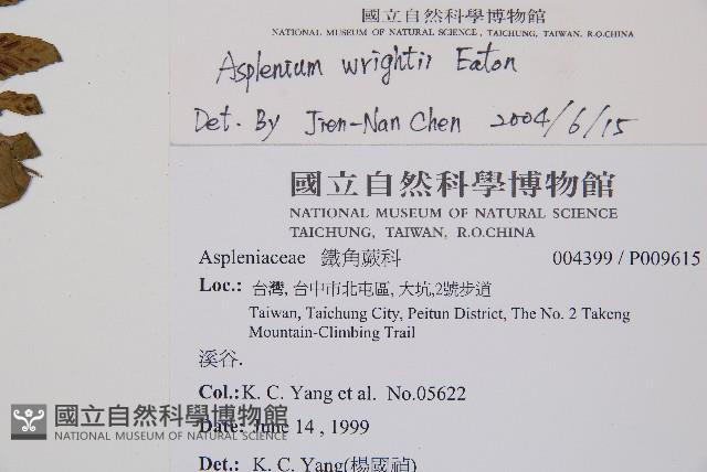 萊氏鐵角蕨藏品圖，第2張